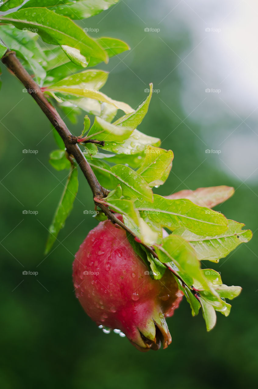 Green branch with red ripe pomegranate close up in the garden on a rainy day.