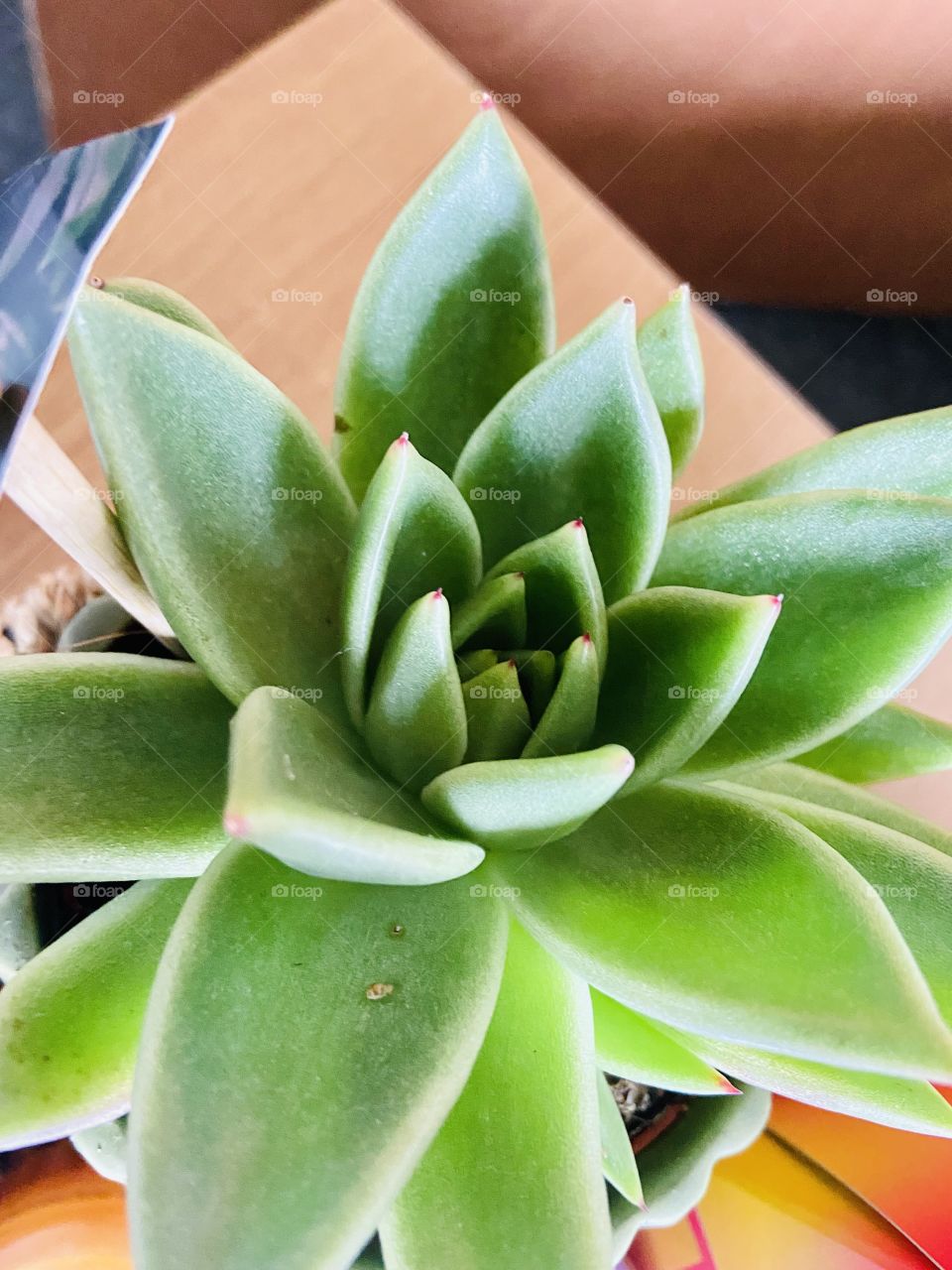 New succulent added to the family! 🪴