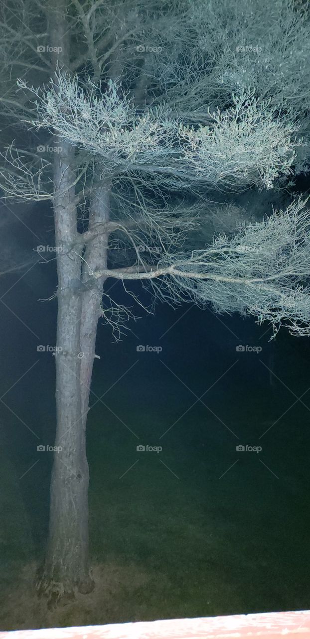 Tree at night