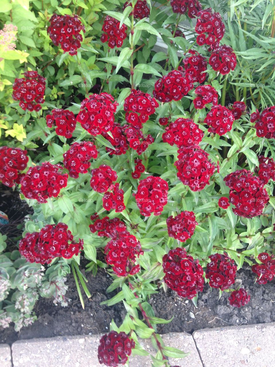 Red flowers bunch 