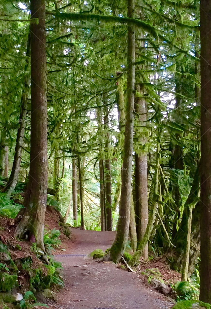 Serene Hiking trails