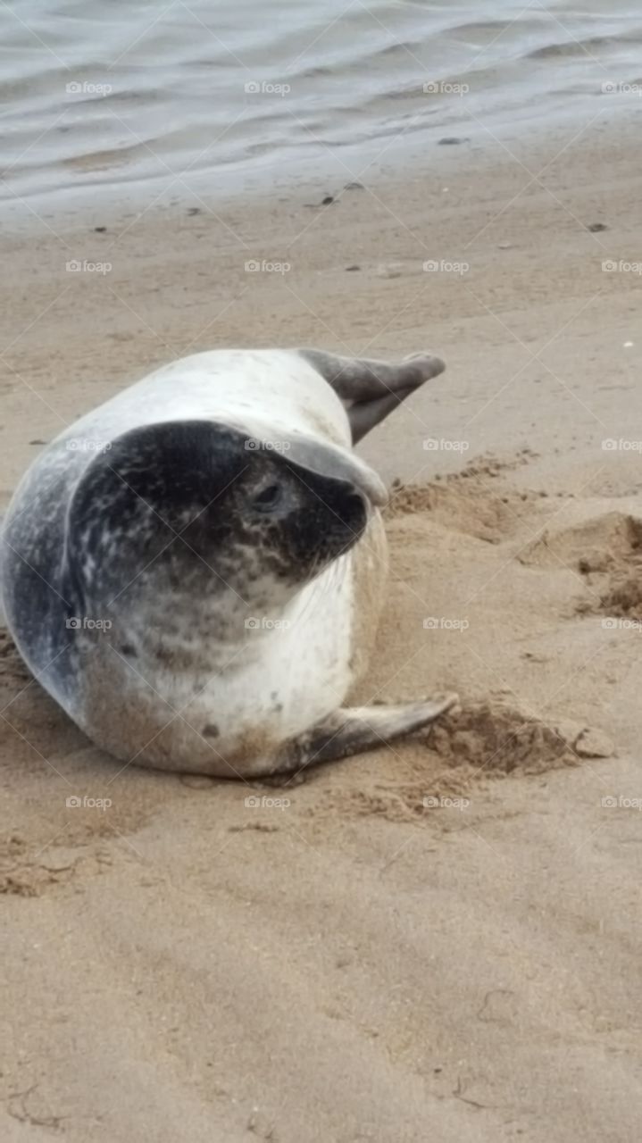 seal