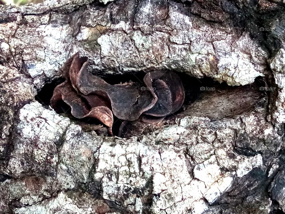 Nature create wood eye