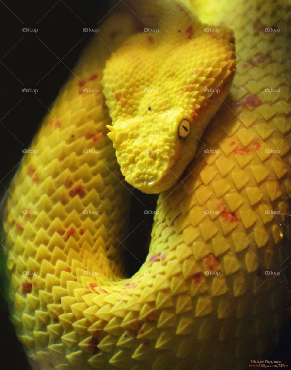 Yellow Viper