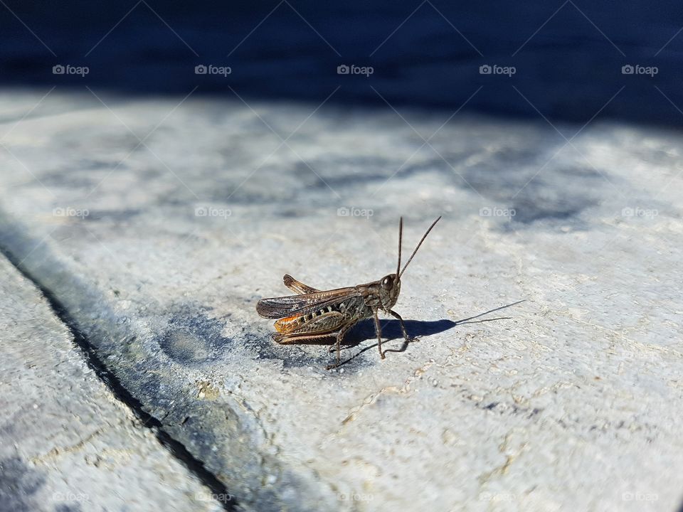 a tiny cricket
