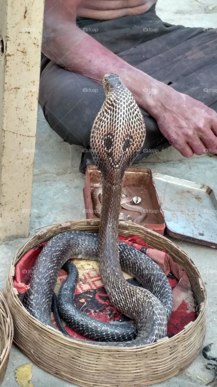 Snake charmer