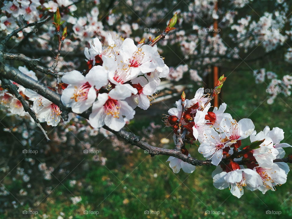 apricot bloom in the city of Kiev