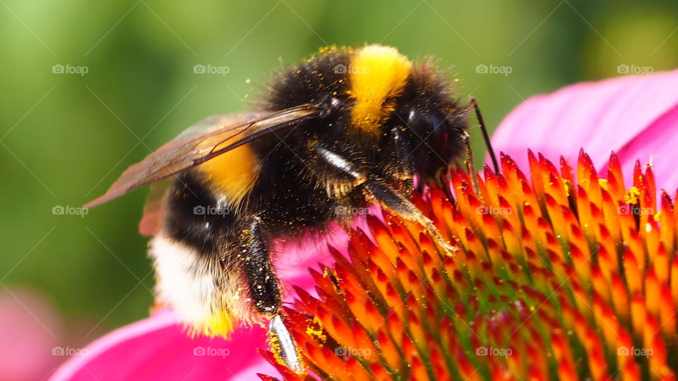 bee