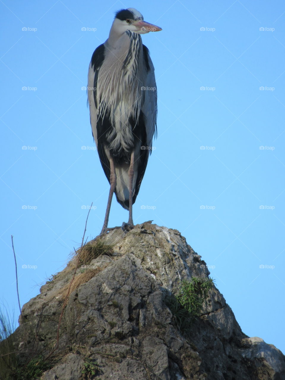 A statuesque looking  Heron at cologne zoo germany