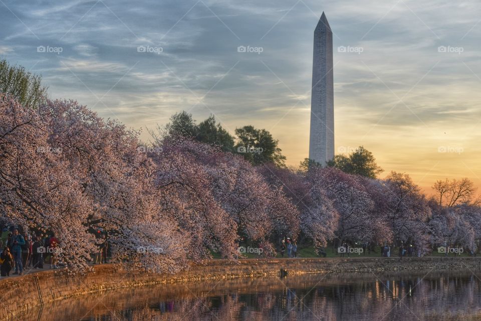 Cherry Blossoms