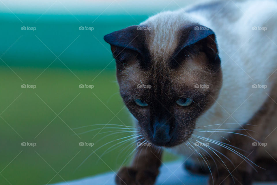 siamese cat