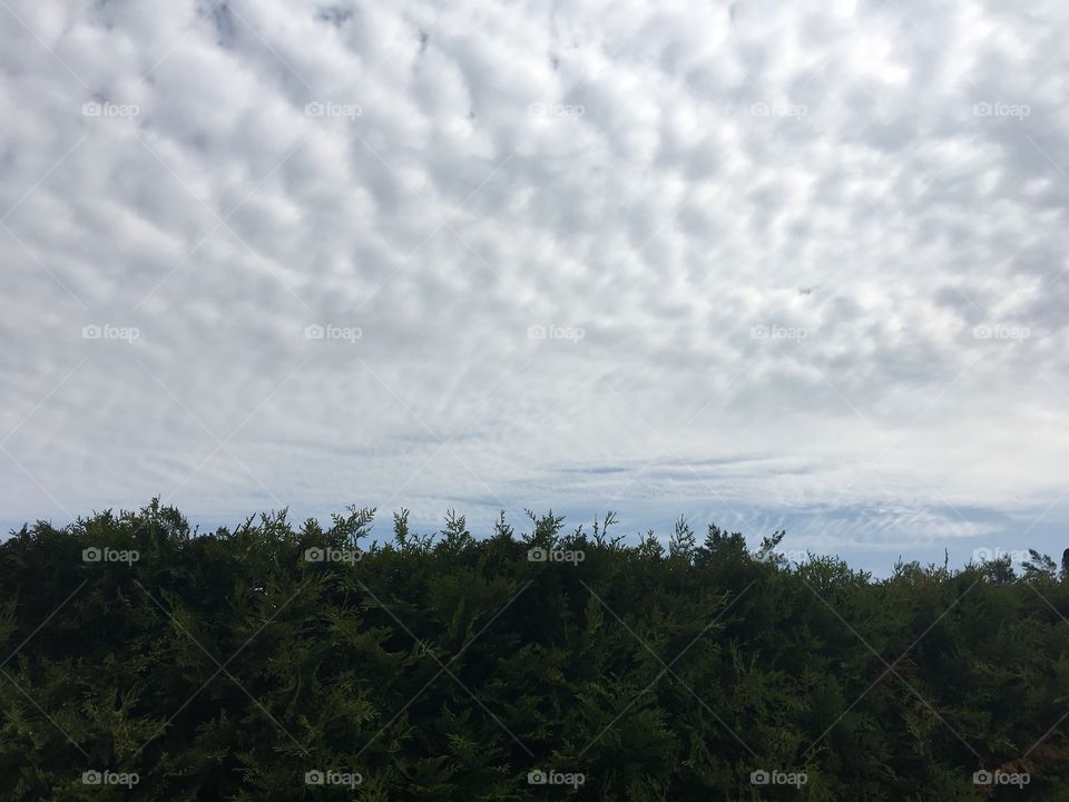 Hedge with a cloud layer behind it