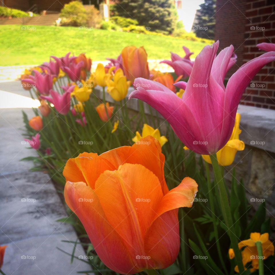 Flowers in Orange and Pink