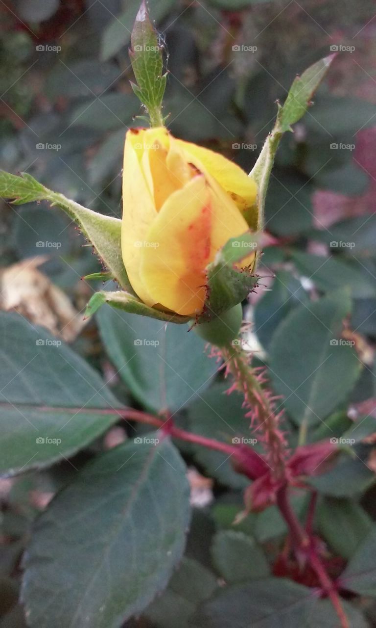 stop and smell the roses even if it is your neighbors 😀