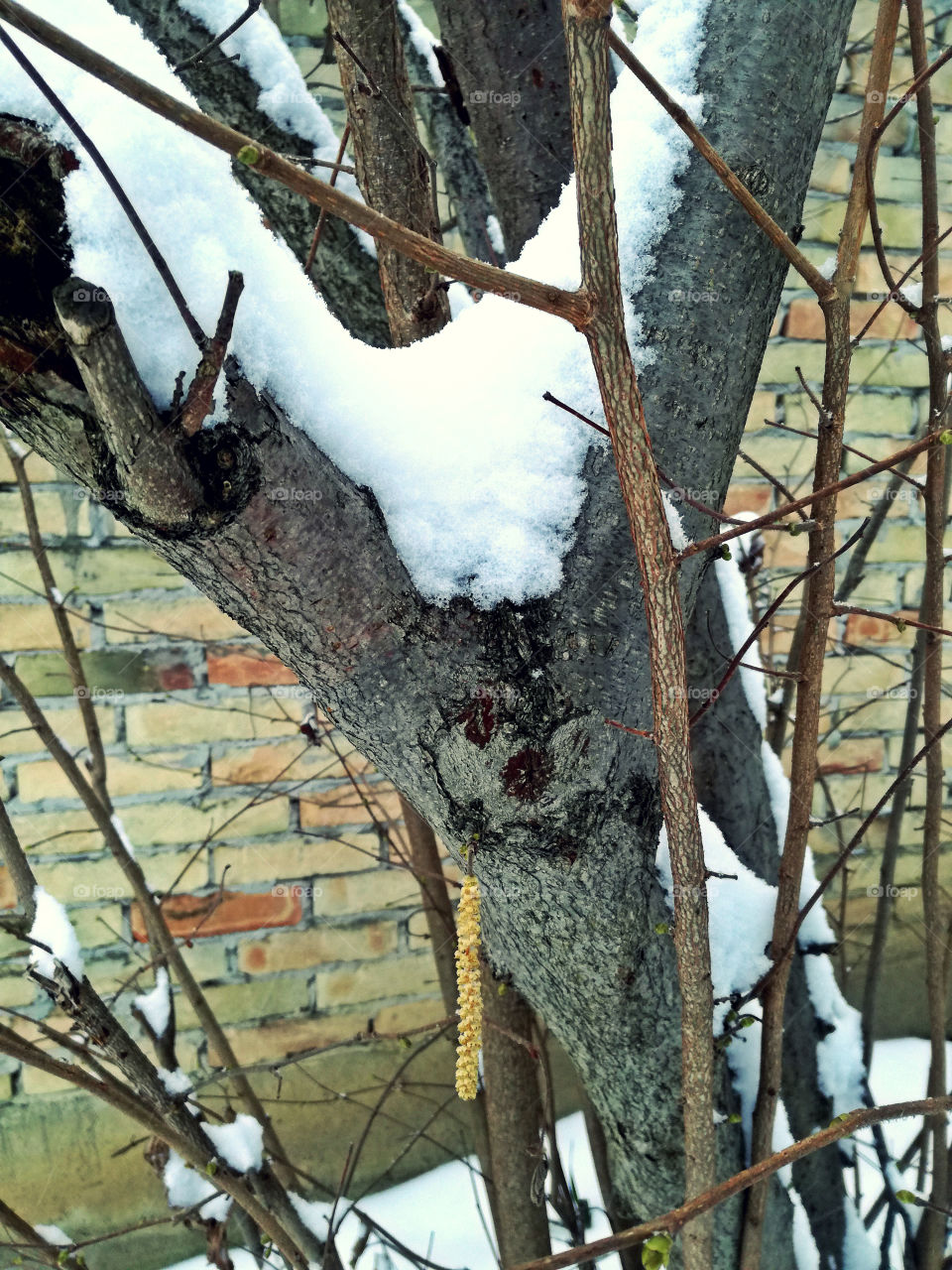 frozen tree and snow. cold winter