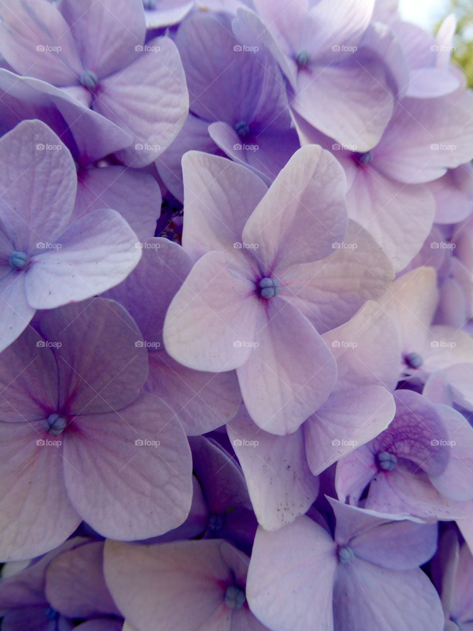 Purple flower macro from WP