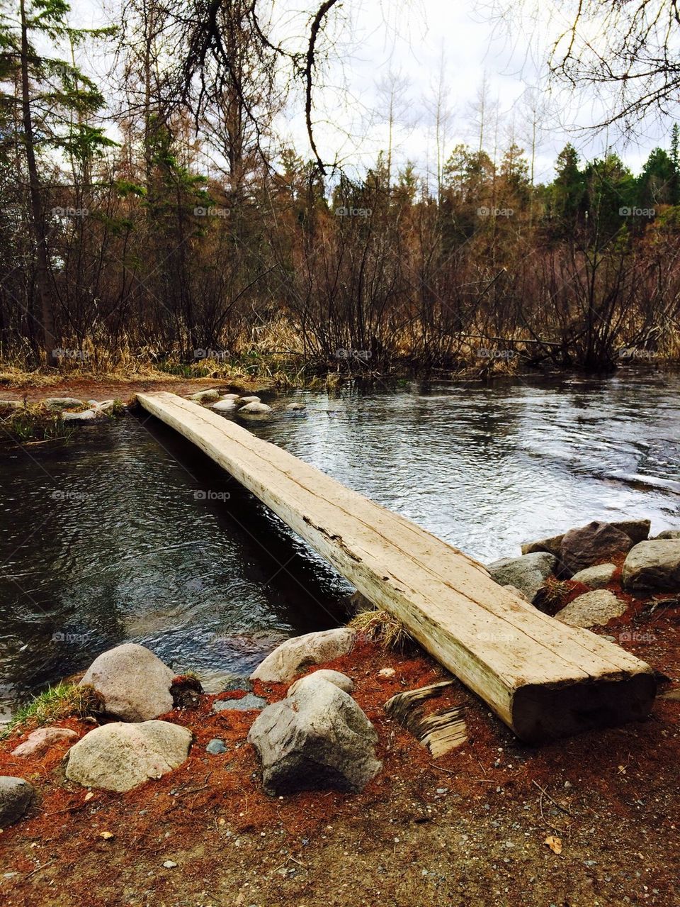 Wooden log on lake