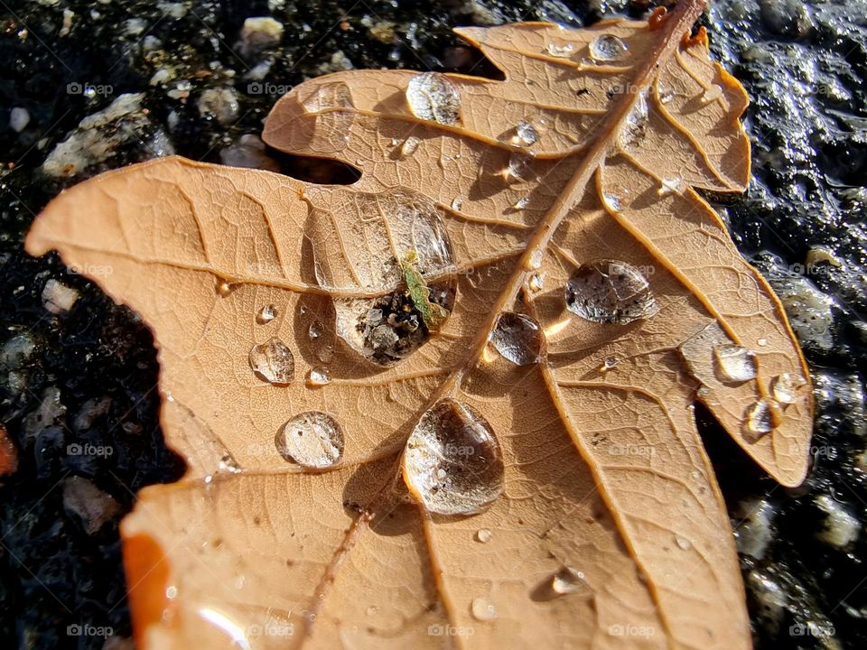 Rain leaf