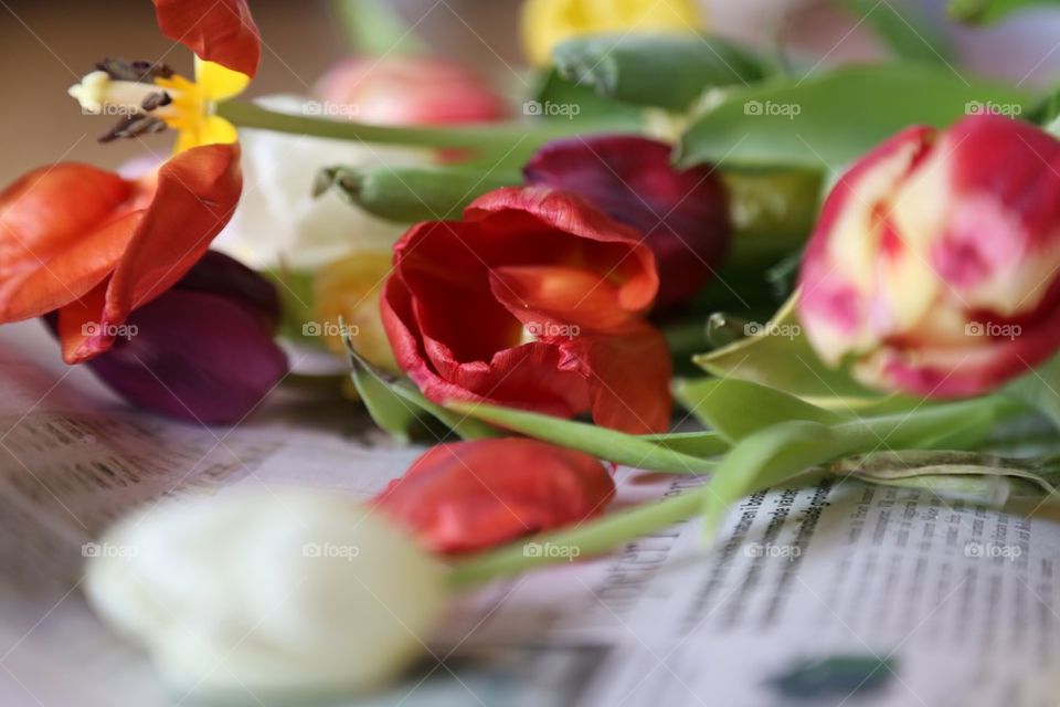 Tulips in different colors