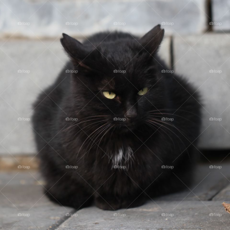 Portrait of a black cat sitting