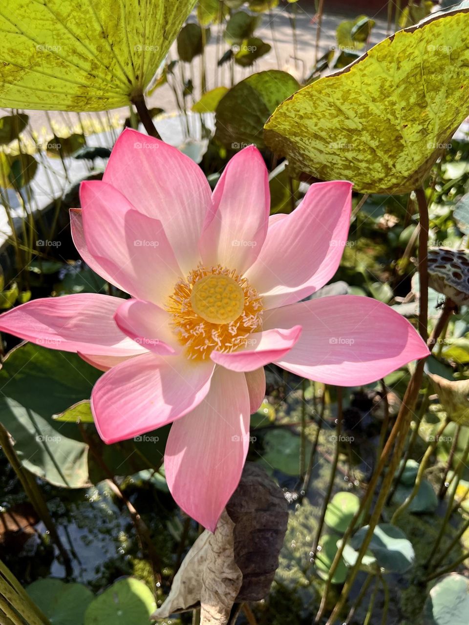 Pink Lotus in full bloom 