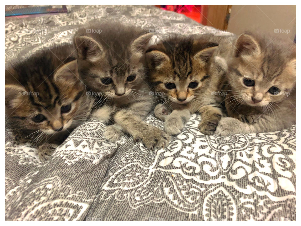 4 little kittens sitting on the bed, hopefully none fall and bump their heads. So cute!!!