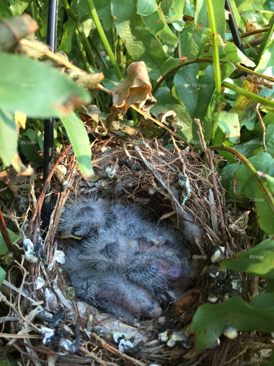Baby bird huddle. Some little chicks nestled up in a ball in a hanging plant in my porch. 