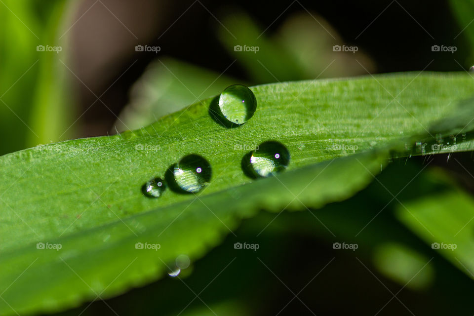 water drops on blade of grass