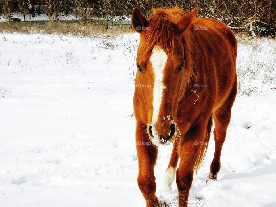 Furry Sorrel Horse in the Winter Snow