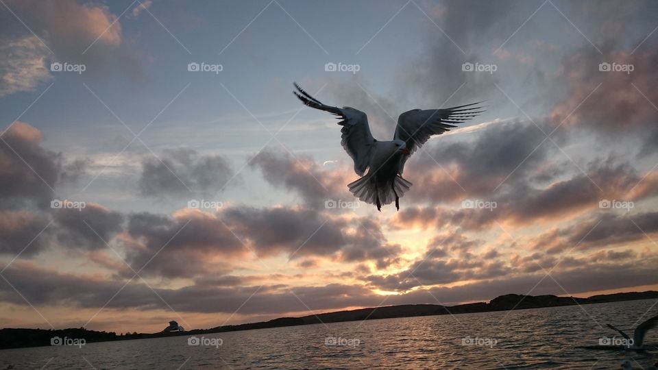 Seagull over the sea at sunset