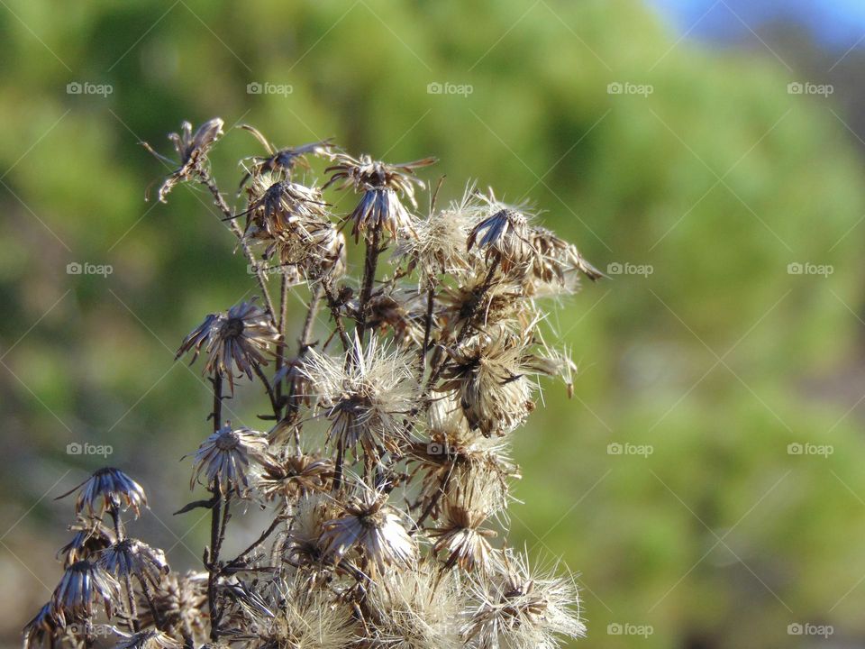 Dry flowers with seeds