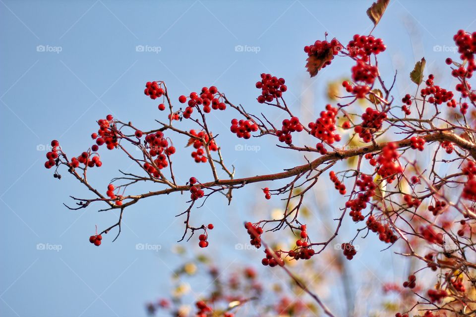 Autumn berries in the park