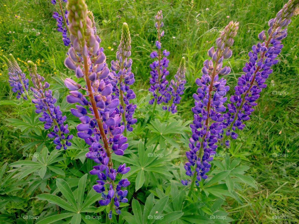 Nature, Flower, Summer, Lupine, Flora