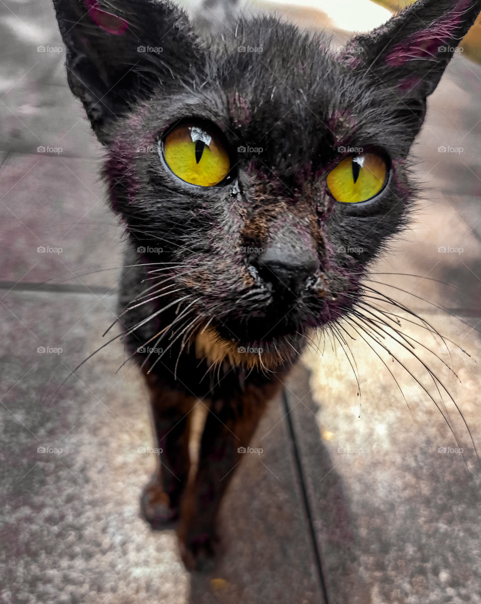 black cat trying to look at me