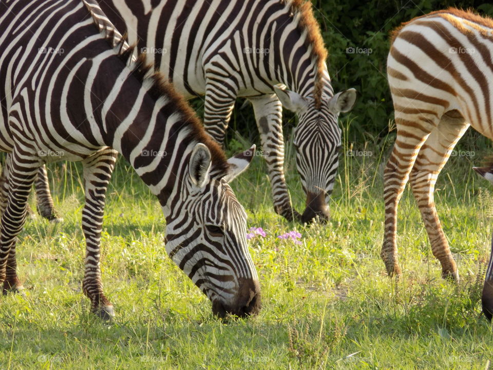 Tanzanian Zebra Wildlife