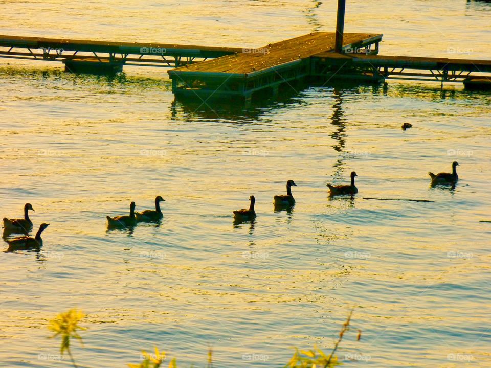 Ducks on the lake 