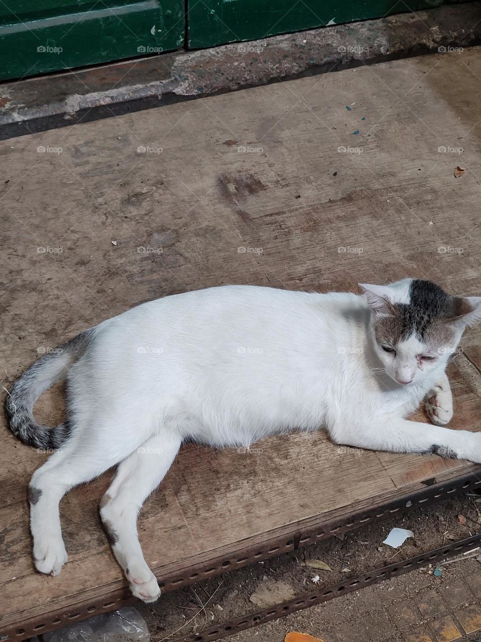 Mobile series: Animals