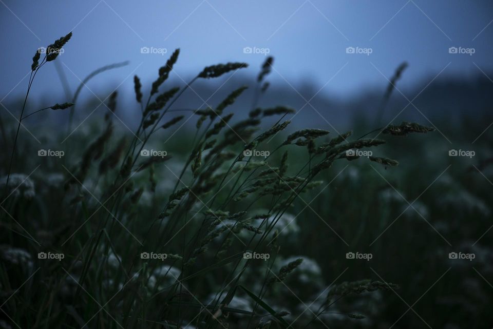 Summer misty night landscape