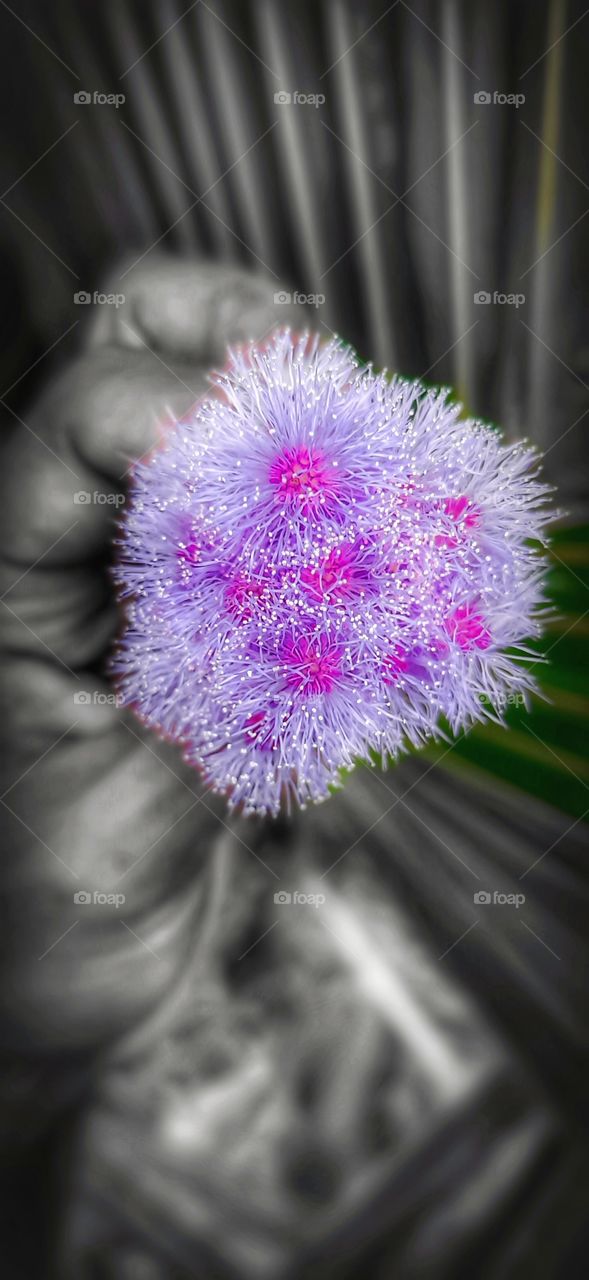 A bunch of beautiful pink flowers