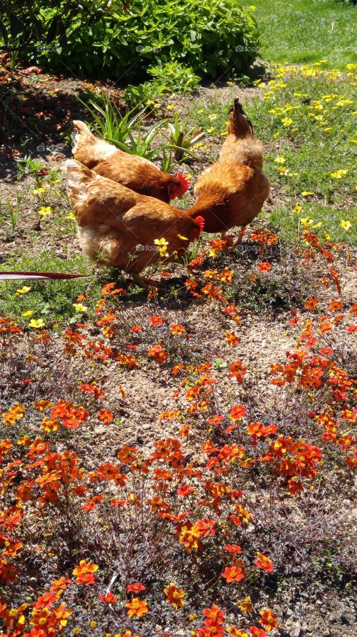 Chickens at the Fort Bragg California Gardens