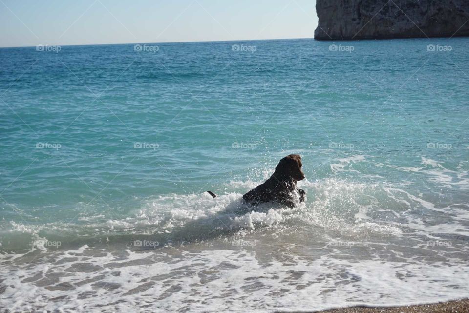 Labrador#dog#beach#sea#play#jump#water#splash