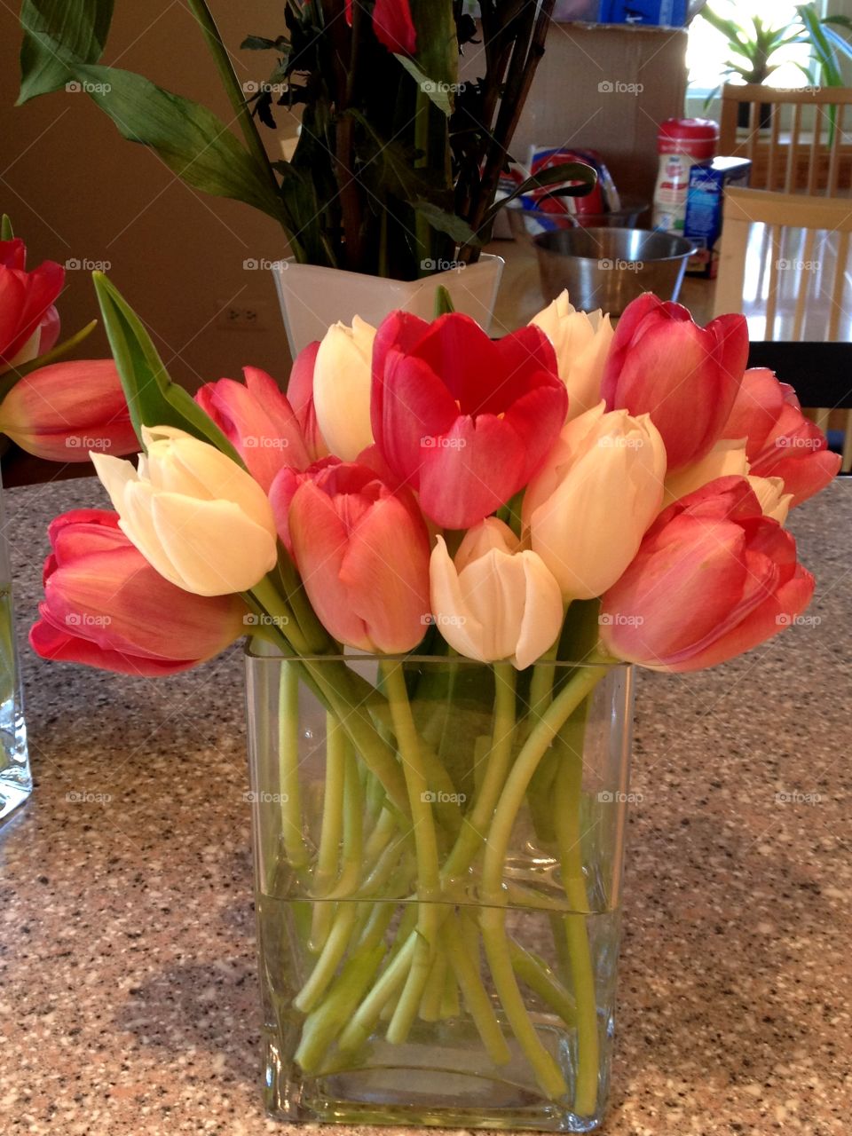 Tulips. Tulips in glass vase