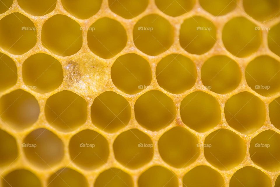 Honey, Honeycomb, Wax, Beeswax, Bee
