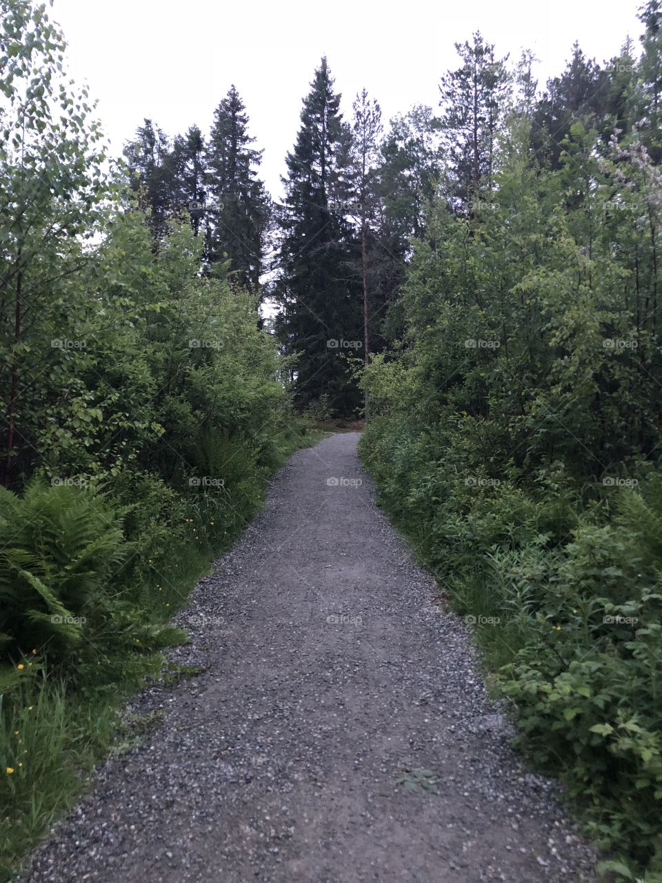 A Long Pathway Through the Woods