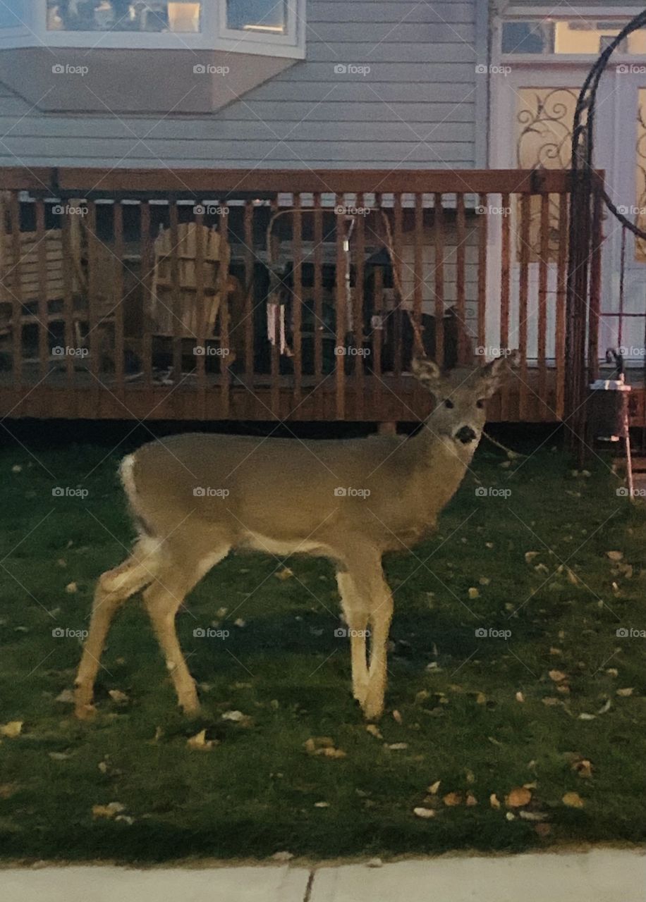 Deer walking through town