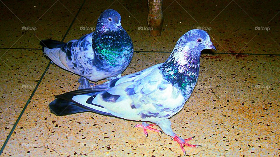 Two Pigeon Bird