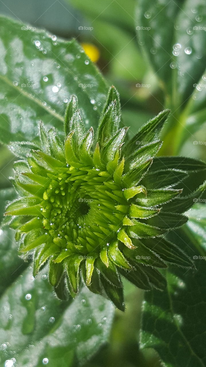 A few years ago I threw together various seeds and bulbs so I cannot know the name of this flower. I was waterung my garden and thought the sunrise was cathing the water droplets beautifully. This flower will bloom in a few colors.