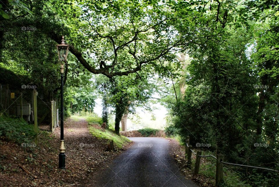 Trees and road