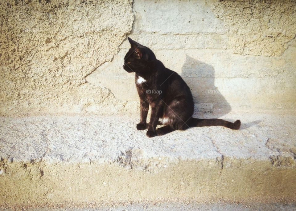 Cat, Mammal, One, Portrait, Cute