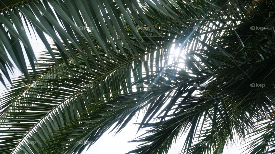 Leaves#trees#green#macro#nature#vegetation